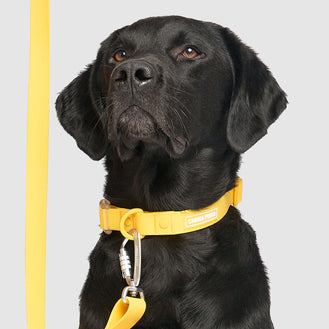 Waterproof Collar in Yellow, Canada Pooch Dog Collar