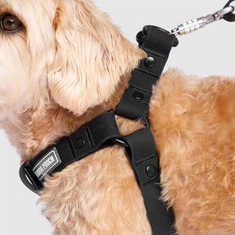 Waterproof Harness in Black, Canada Pooch Dog Harness|| color::black|| size::M|| name:: Max the Westiepoo|| weight::20