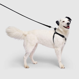 Waterproof Harness in Black, Canada Pooch Dog Harness