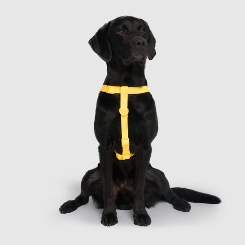 Waterproof Harness in Yellow, Canada Pooch Dog Harness|| color::yellow|| size::XL|| name:: Dash the Labrador Retriever|| weight::55
