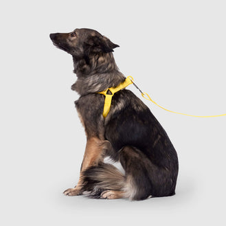 Waterproof Harness in Yellow, Canada Pooch Dog Harness