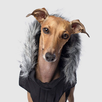 Everest Explorer Dog Vest in Black, Canada Pooch Dog Vest || color::black || size::14
